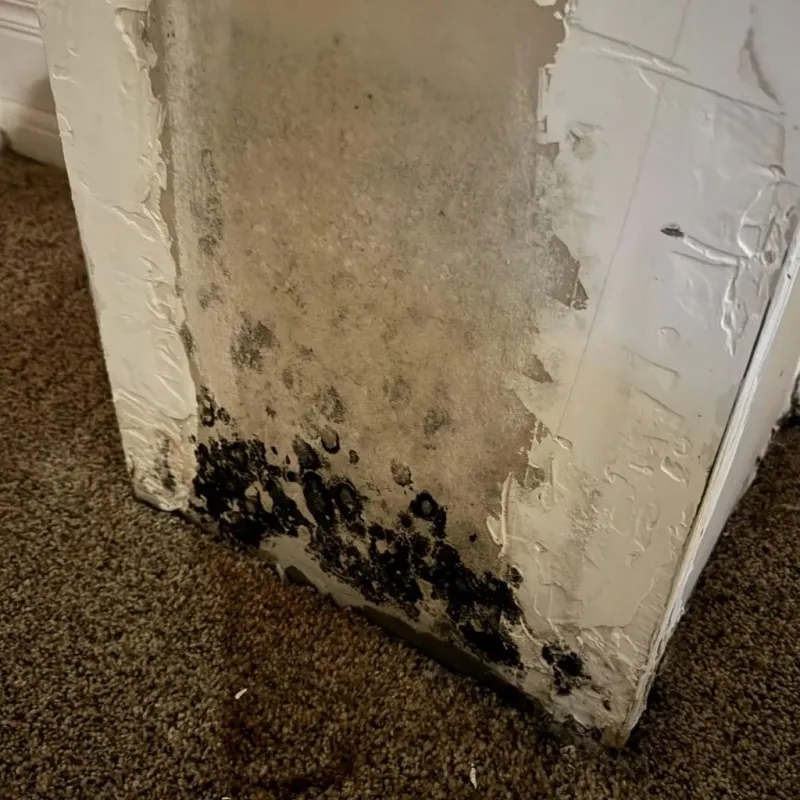 Professional Mold Removal in McCamey, TX